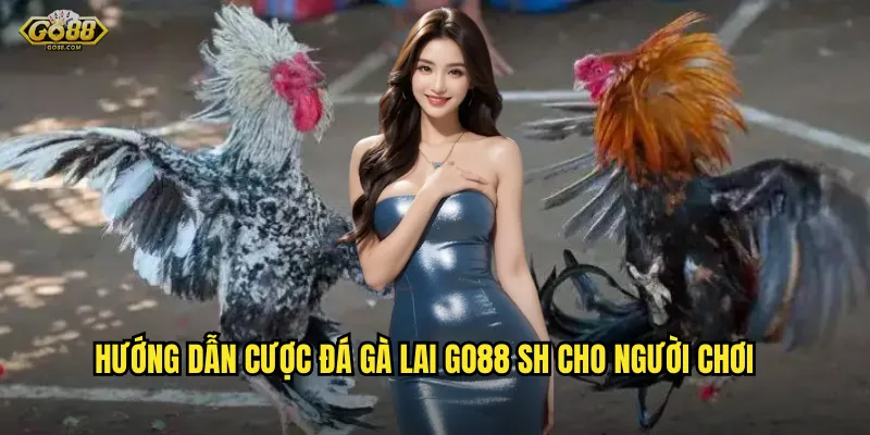 Đá gà lai go88 sh - Sự kết hợp hoàn hảo giữa sức mạnh và kỹ thuật 3 Hướng dẫn cược đá gà lai go88 sh cho người chơi