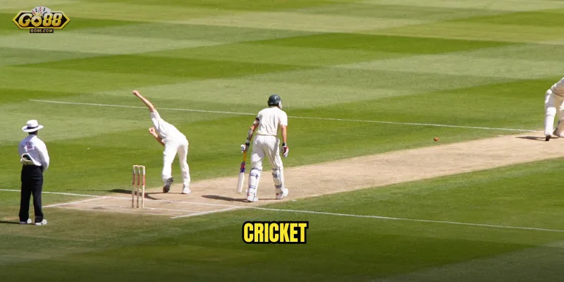 cricket